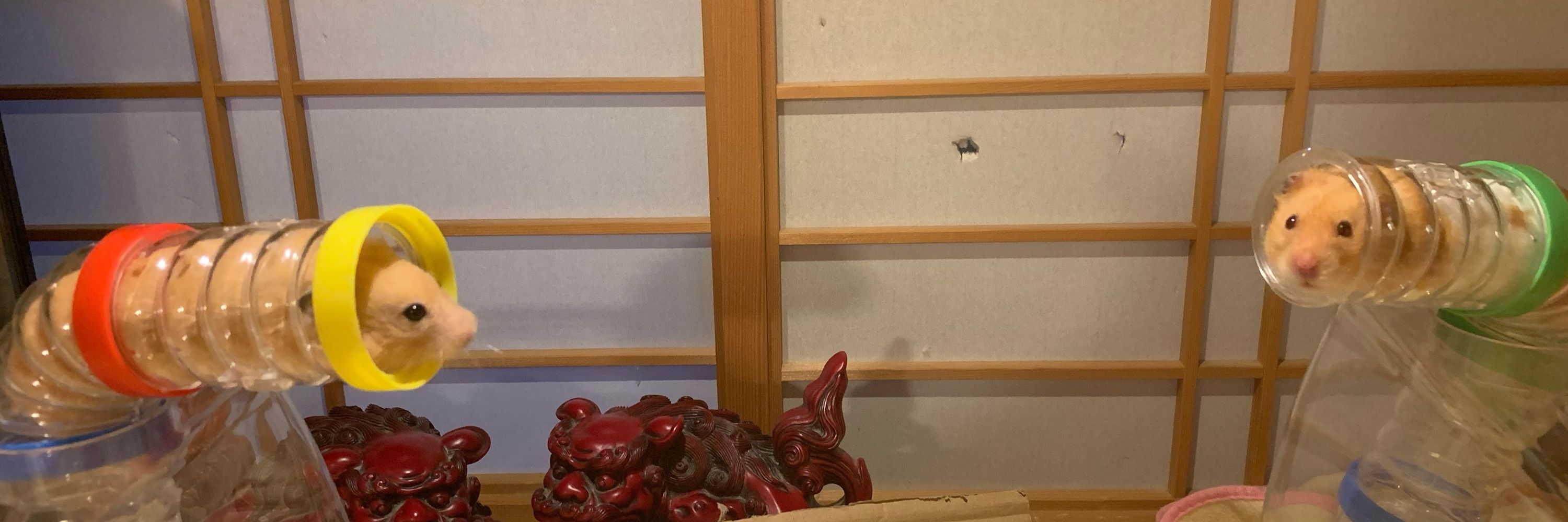 みみじろう