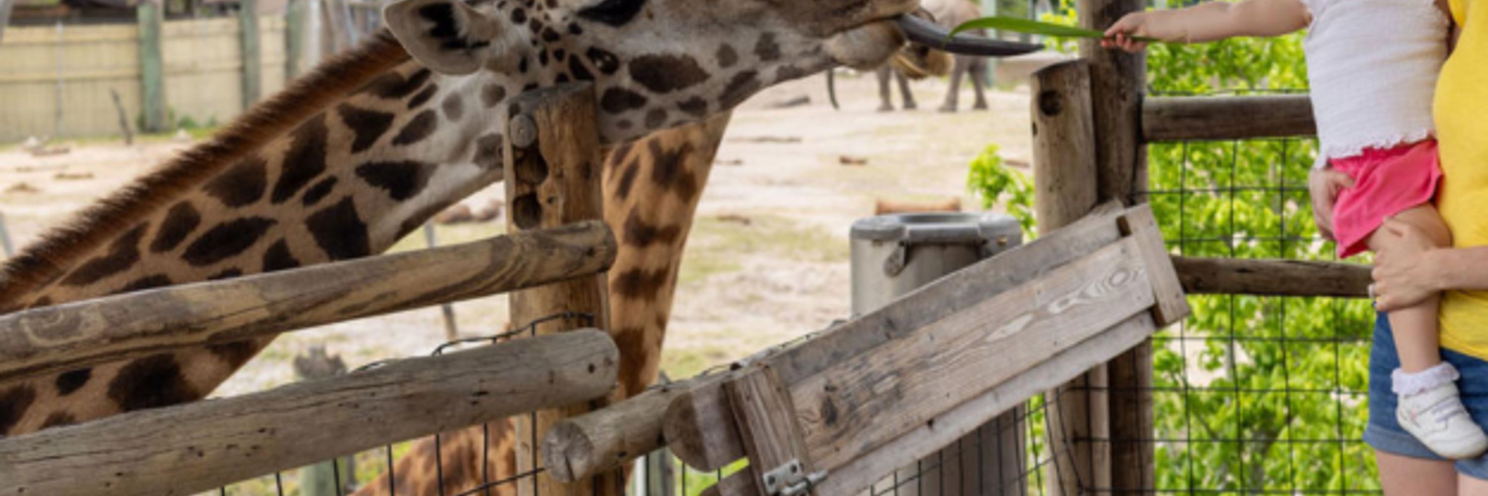 Cali Zoo