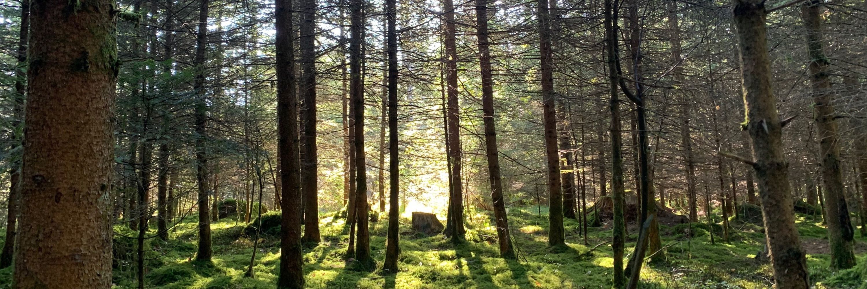 Narkosemutti