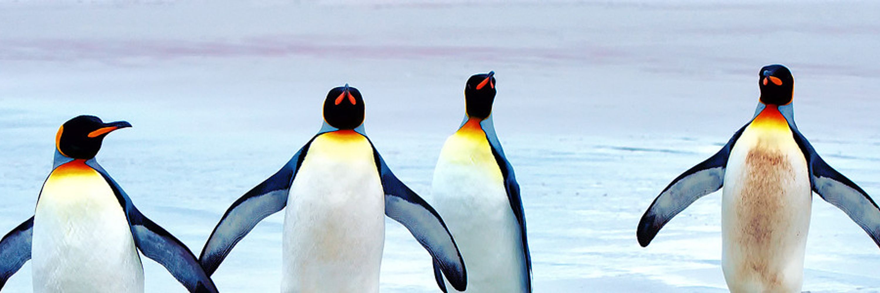 ペンギンだね。🐧