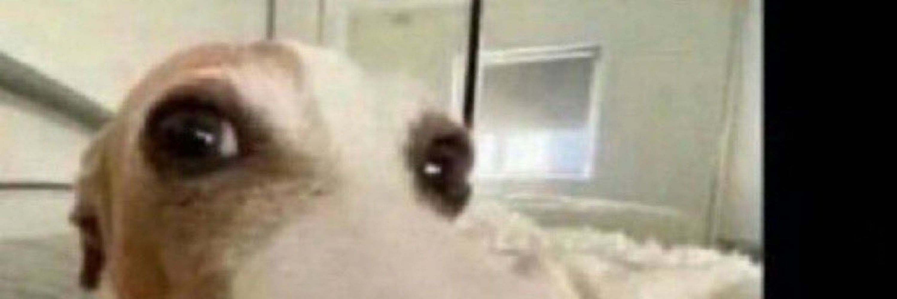 Bicho grilo