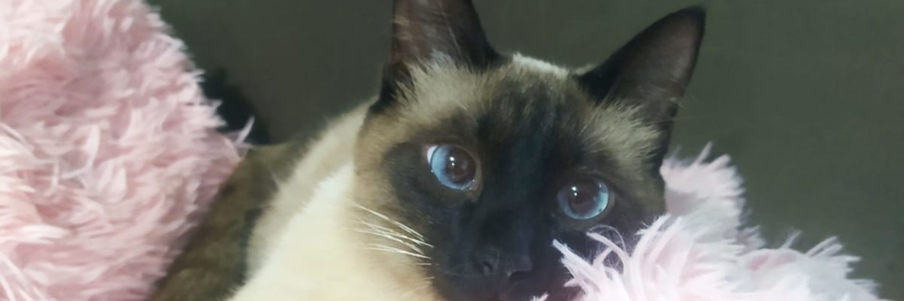 Ana