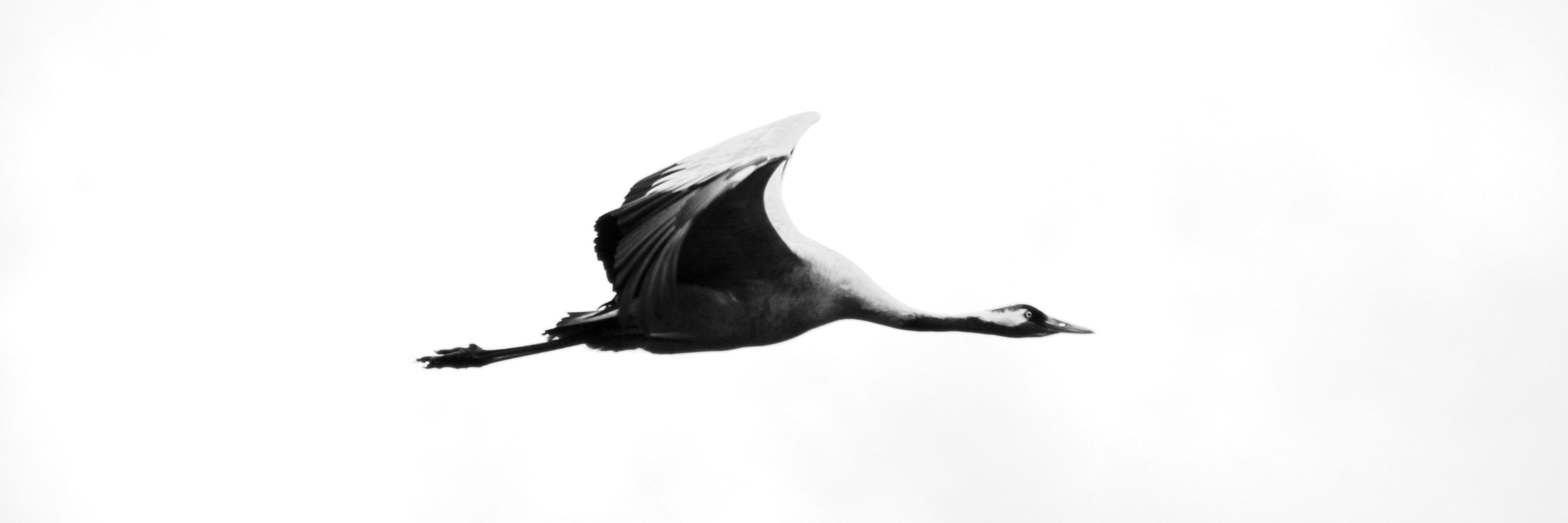 Simon Lind