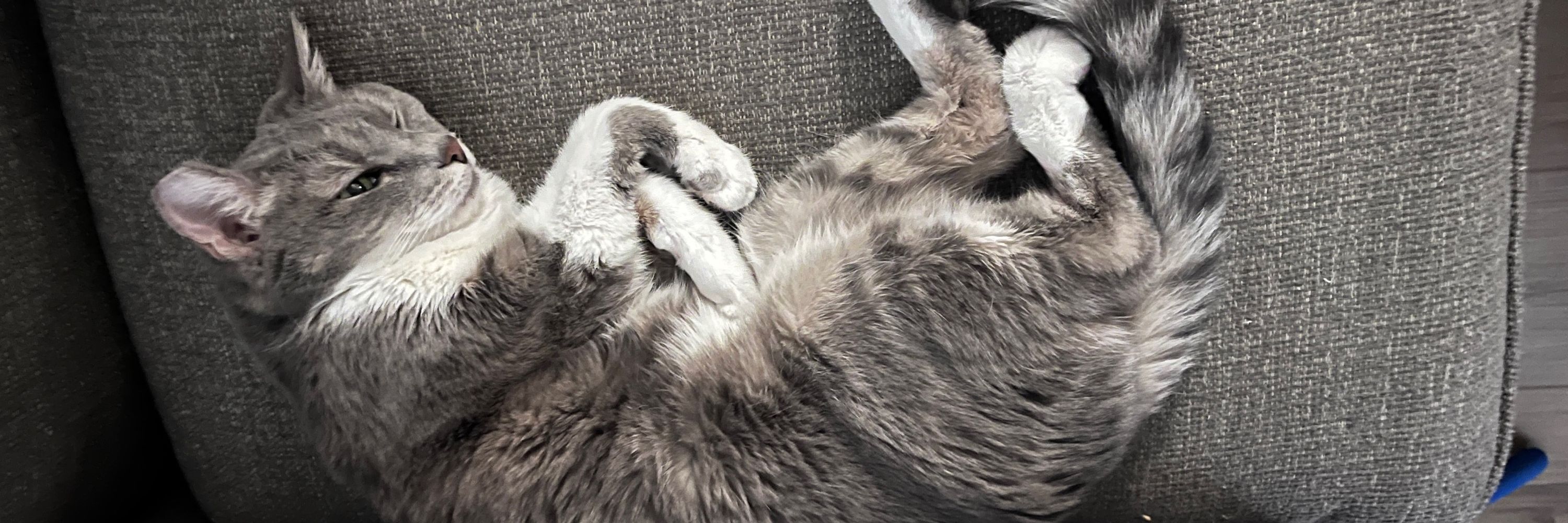 sleepy kitten