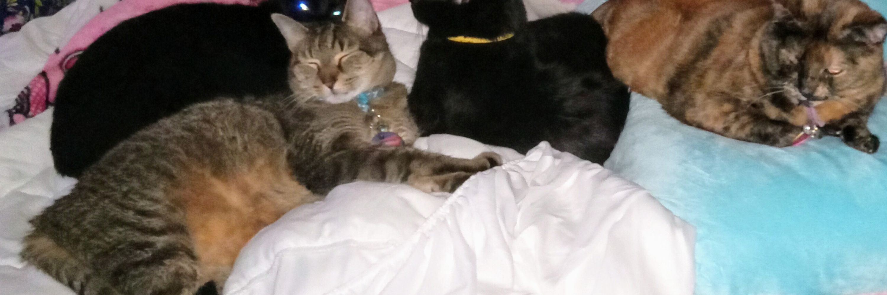 Proud Cat Lady