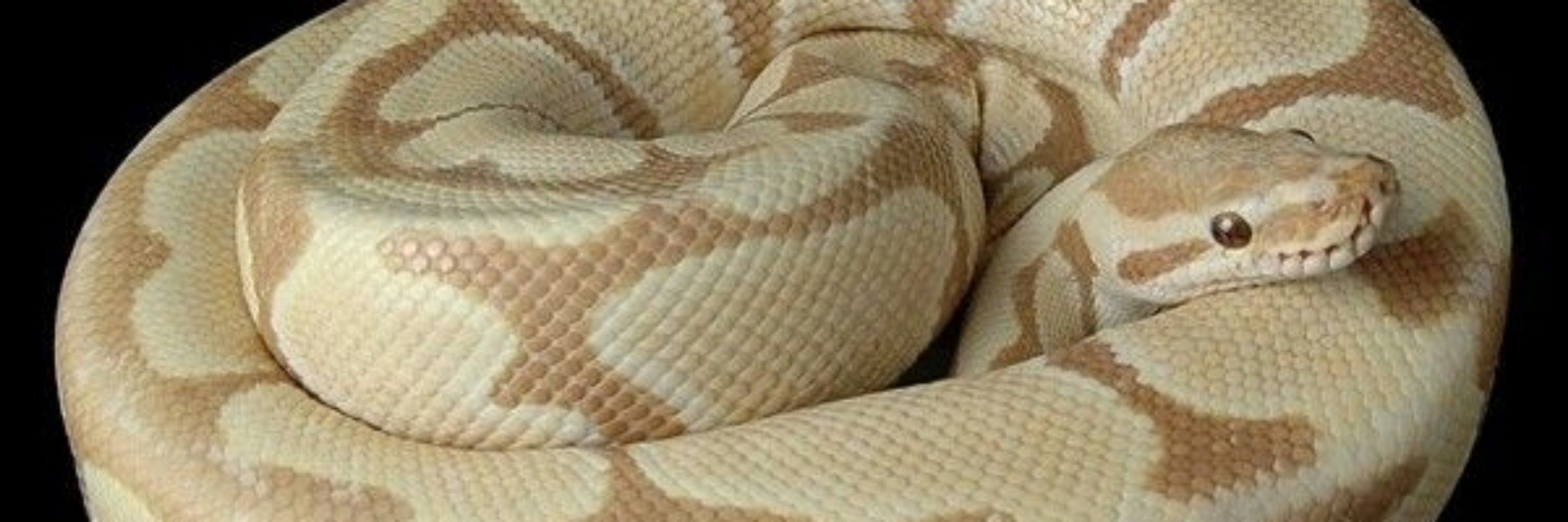 Regal Regius🐍