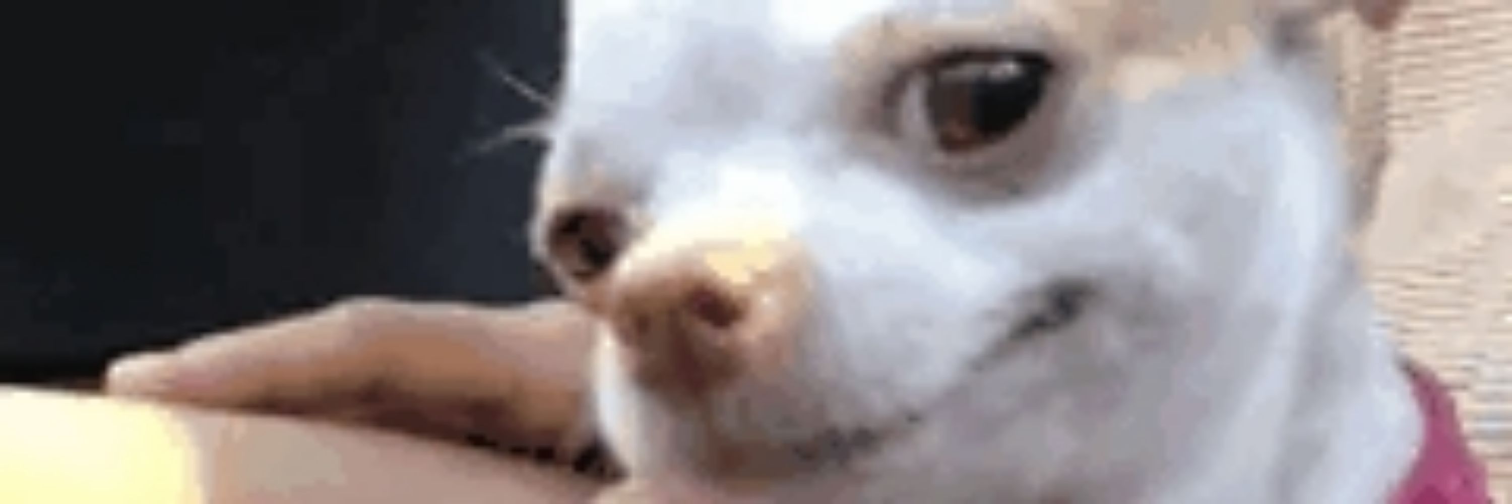 黑龙