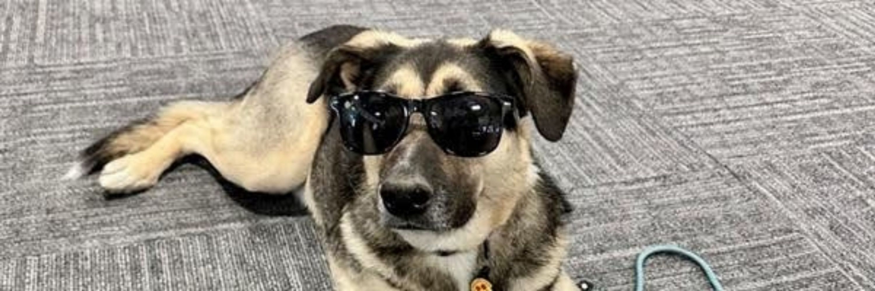 Gus2