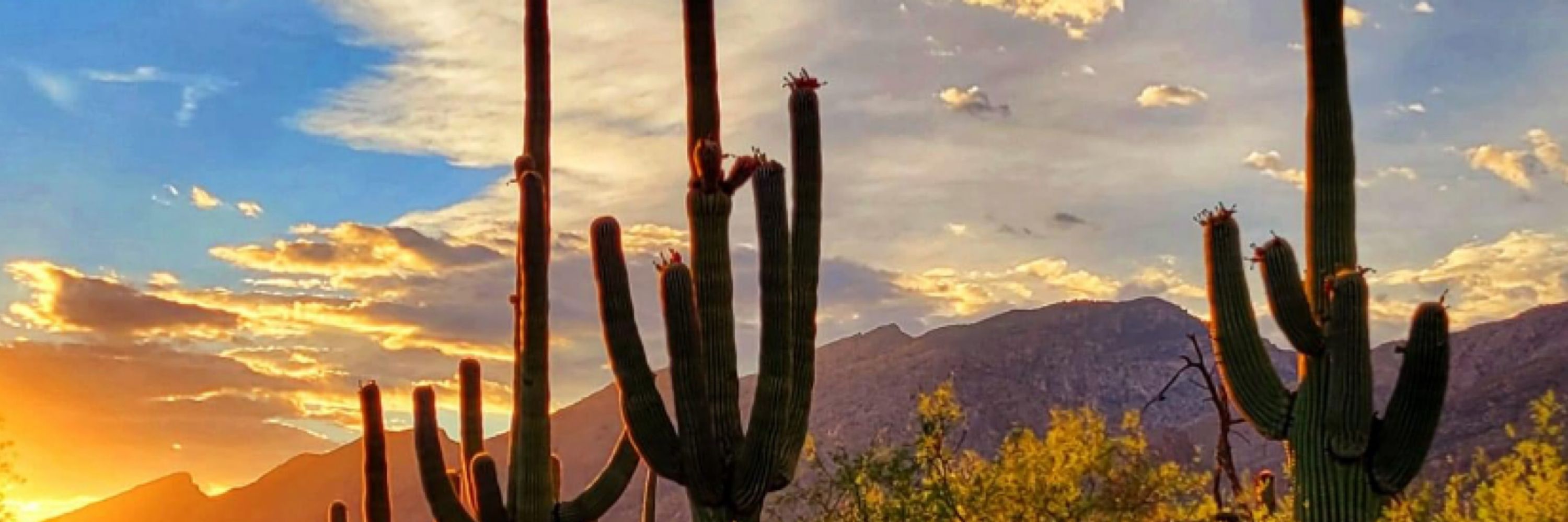 Michael in Arizona