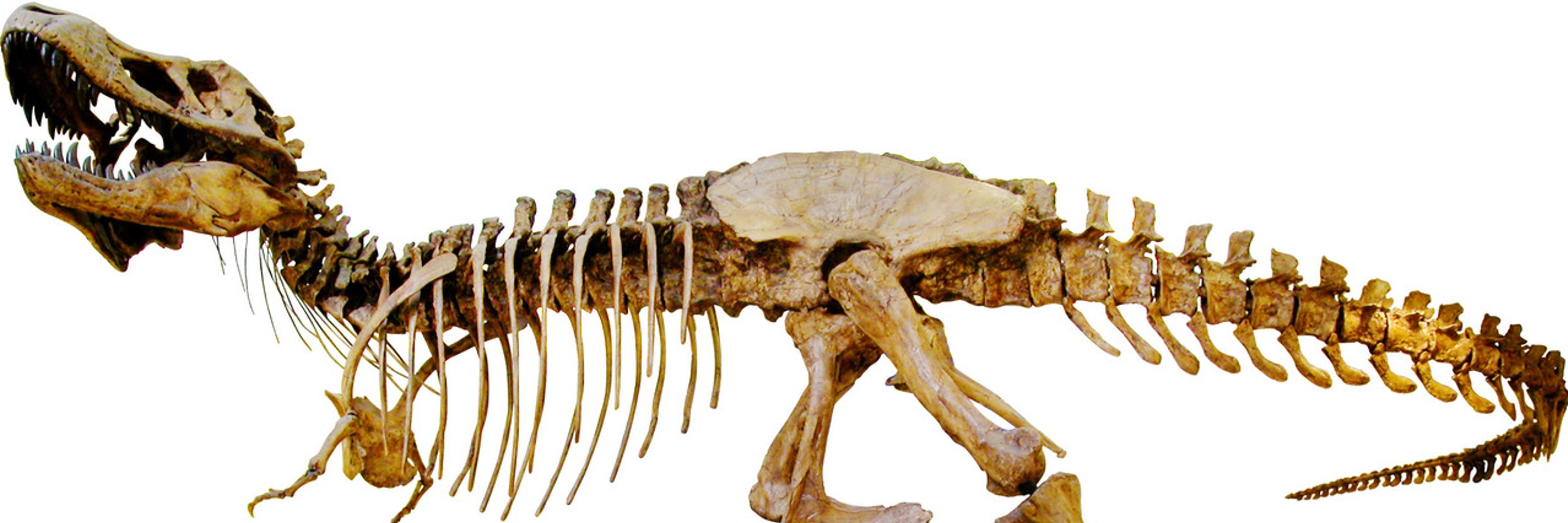 University of California Museum of Paleontology