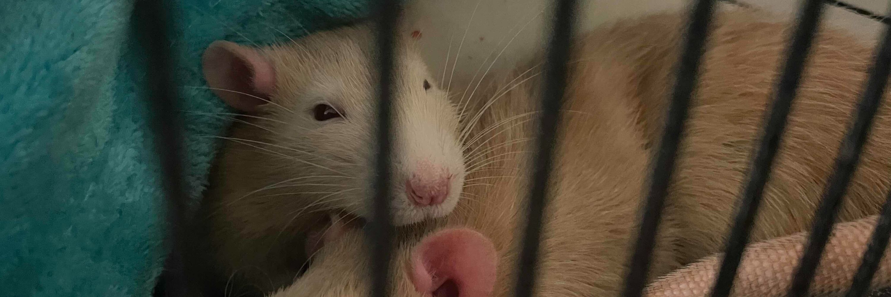 Atlas Topone 🐀🚦🩼