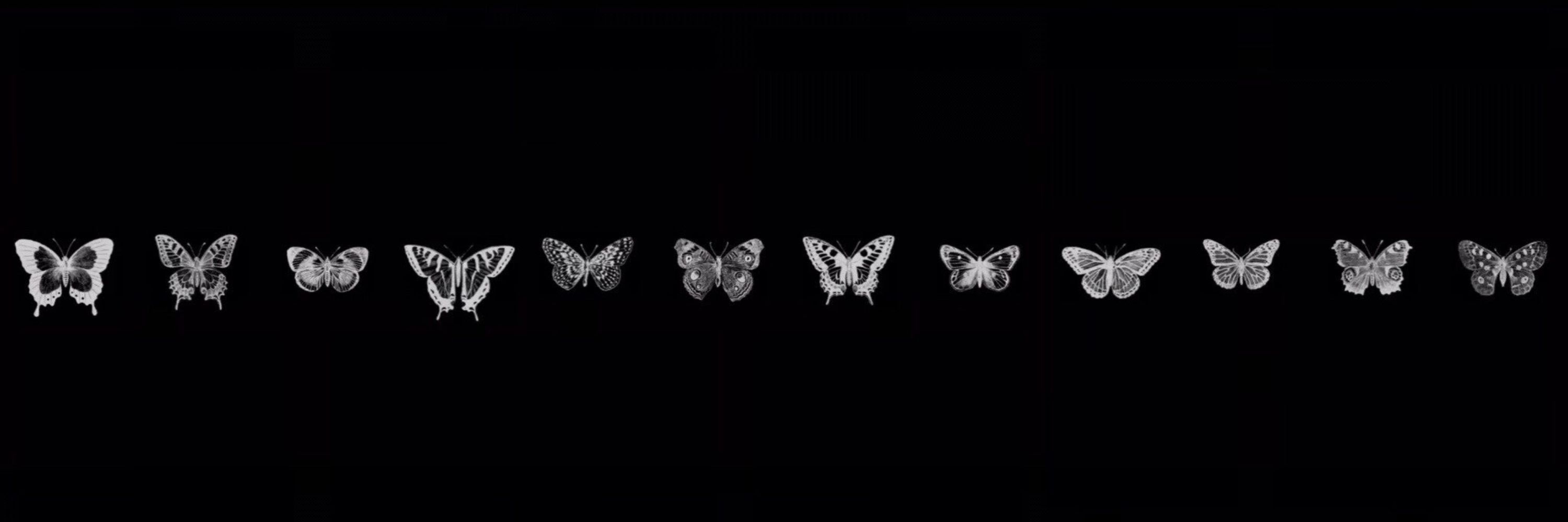 moth