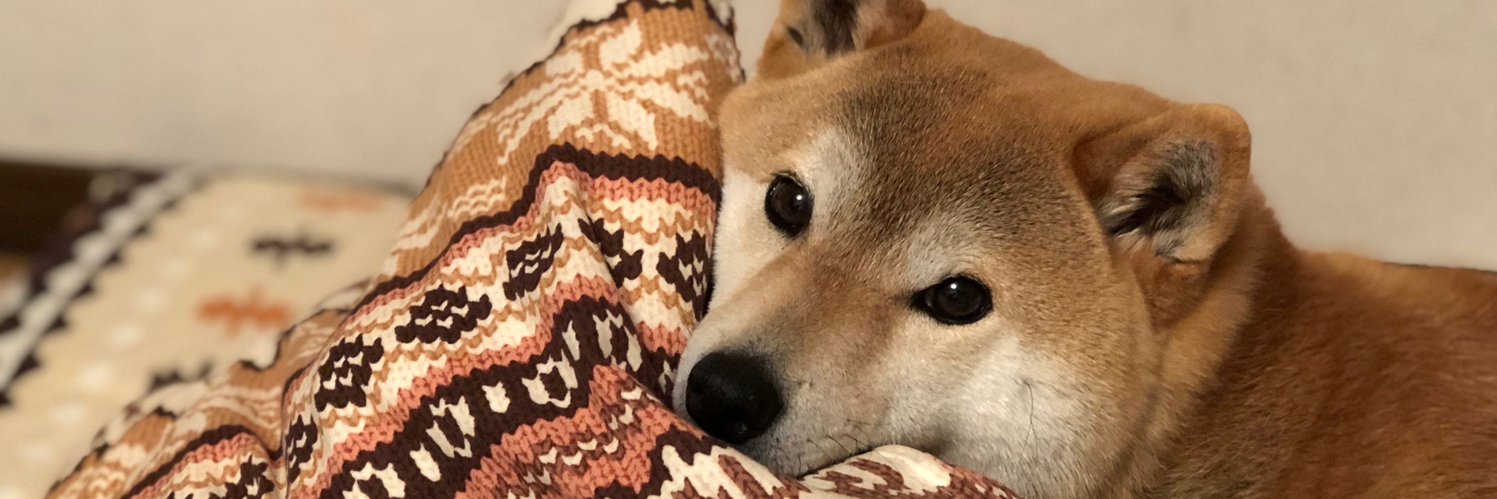 ゆずぽんず