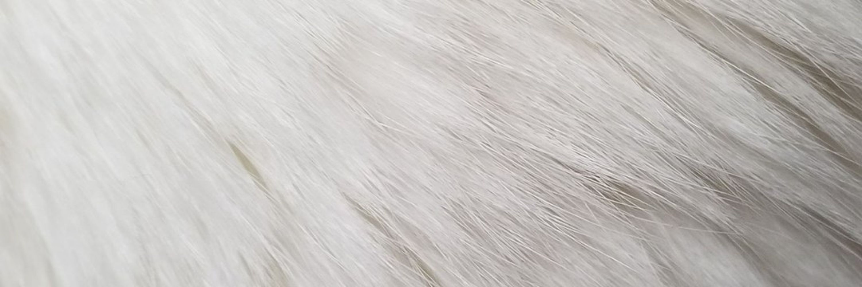 名無しの猫好き