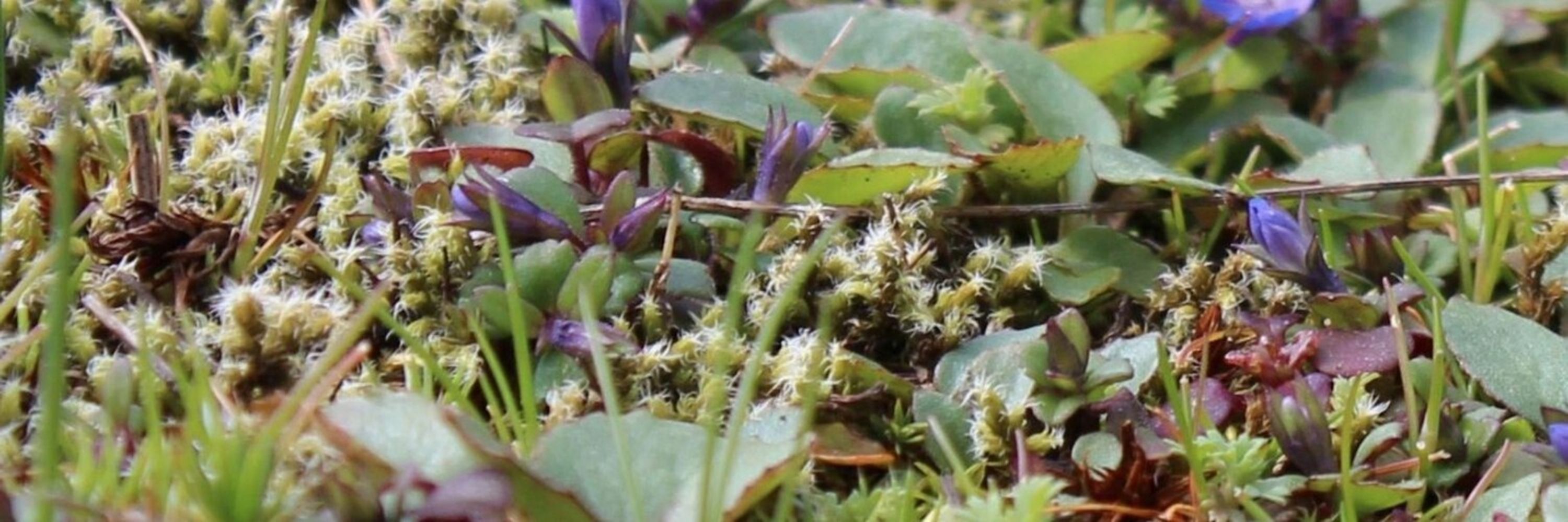 UBCBiodiversity