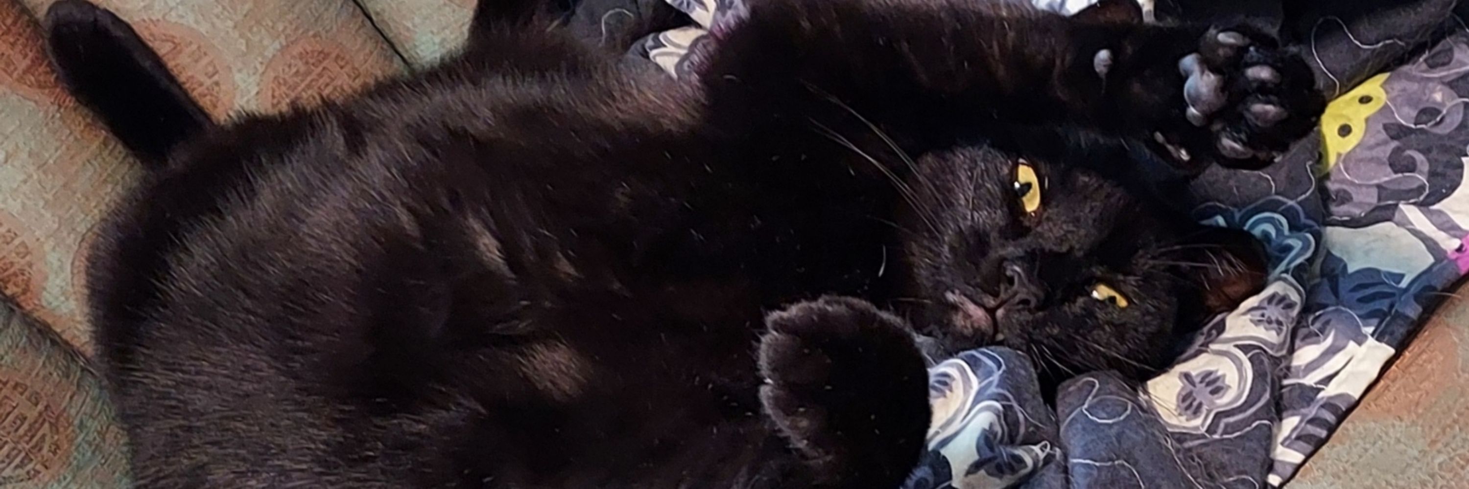 M Pal