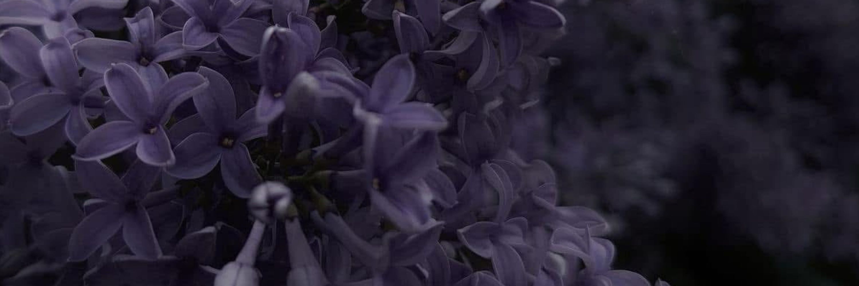 Violet Hour Tarot