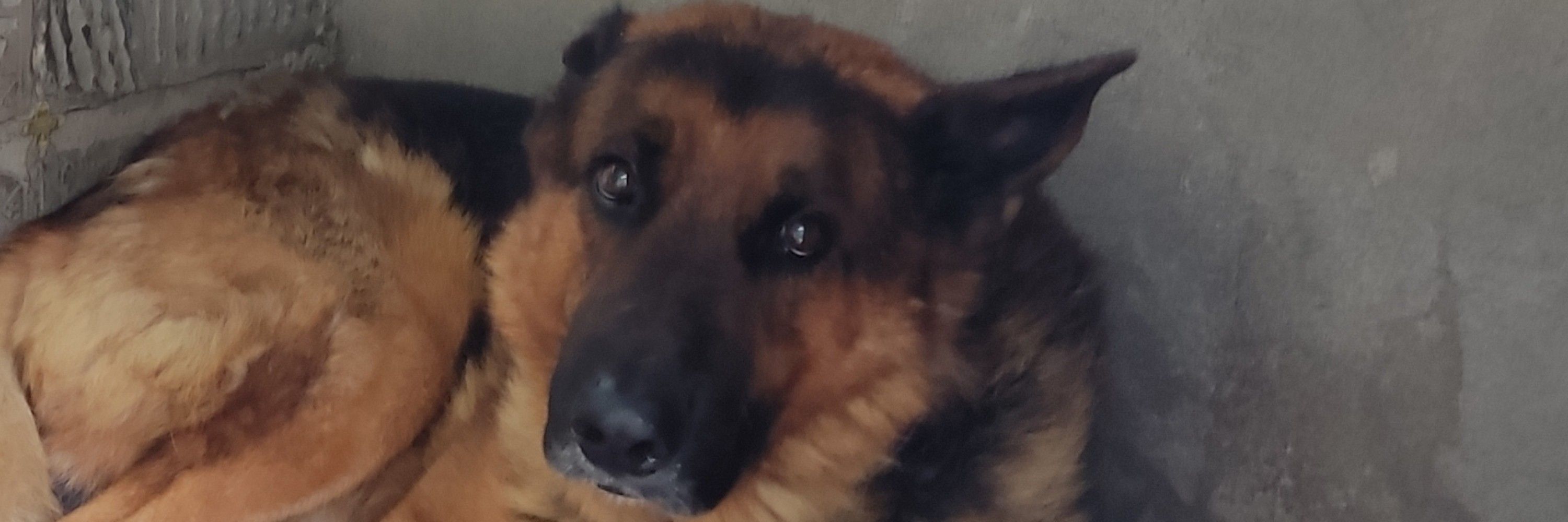 fafá