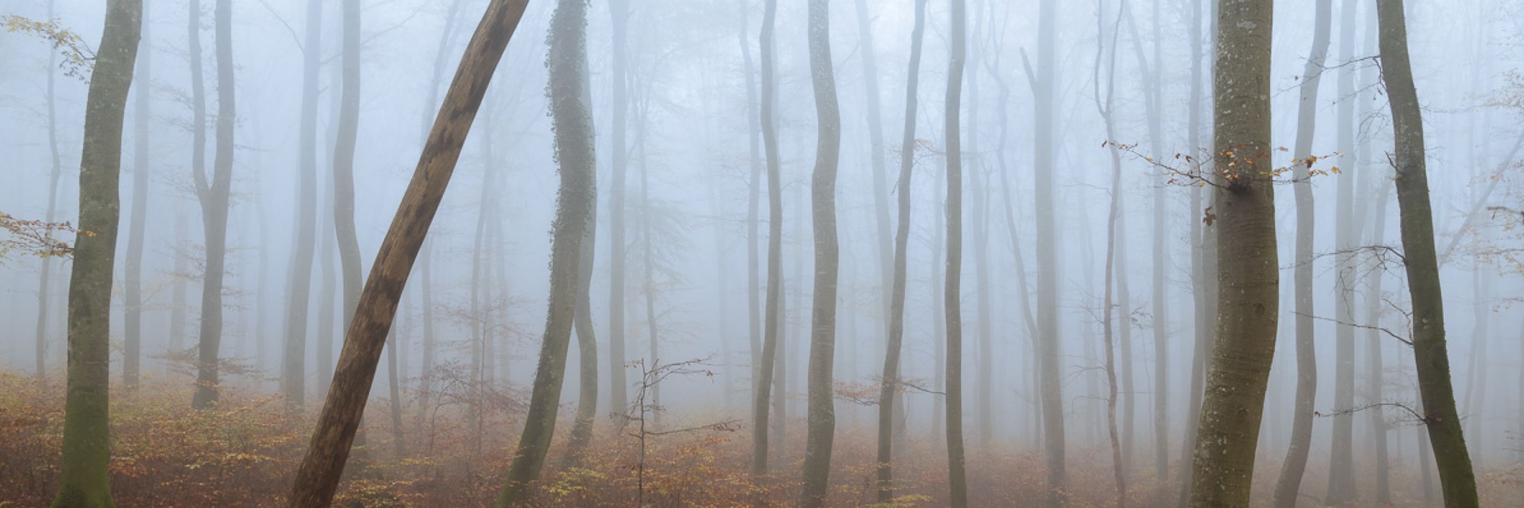 Anselm Ziegler Photography