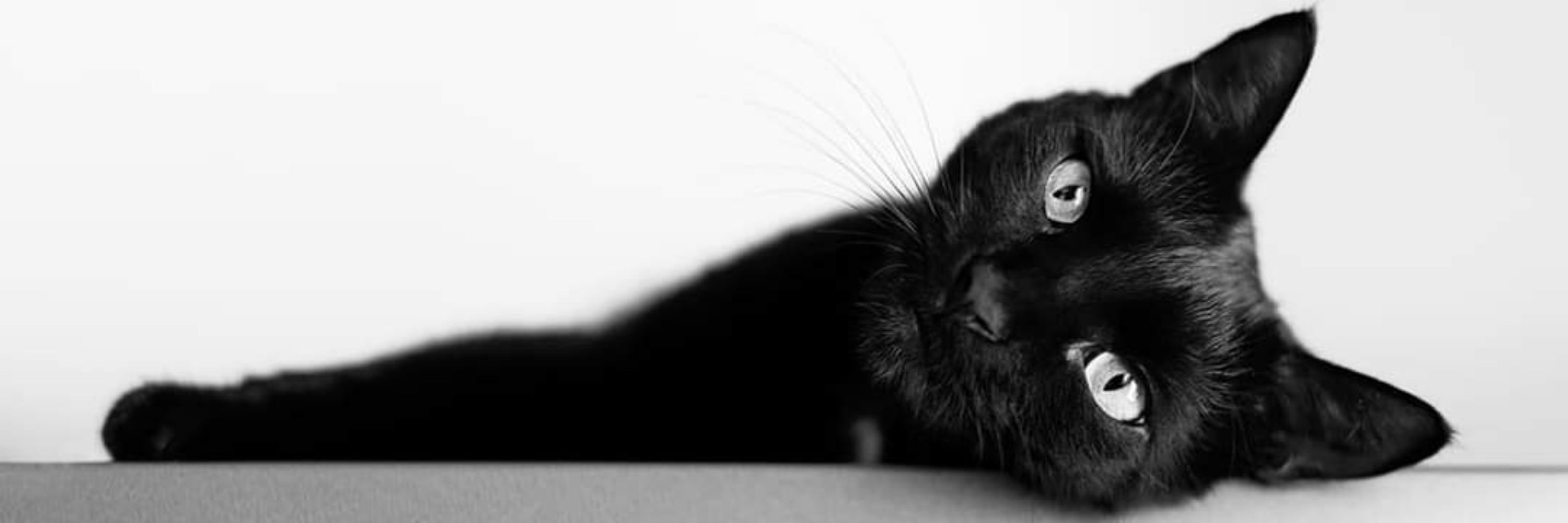 Little Panther