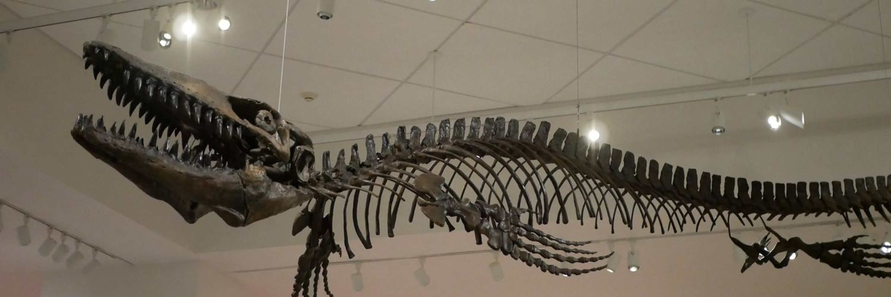 The Mosasaur