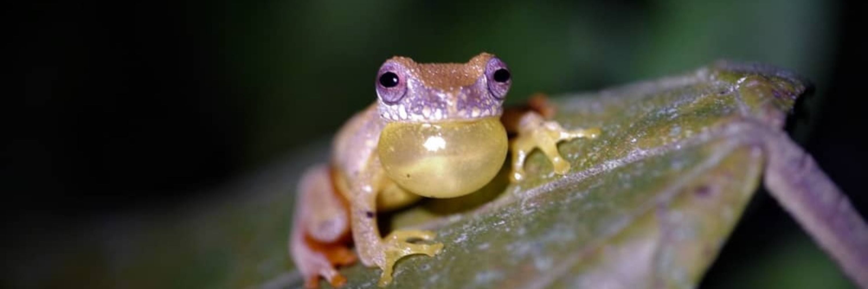 Sapo de Papo