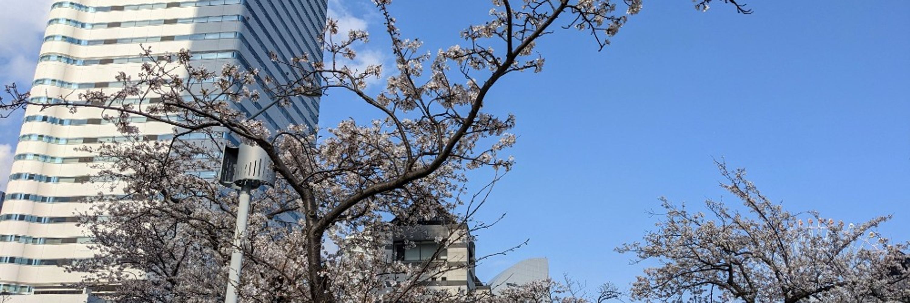 ひき桜代表さん