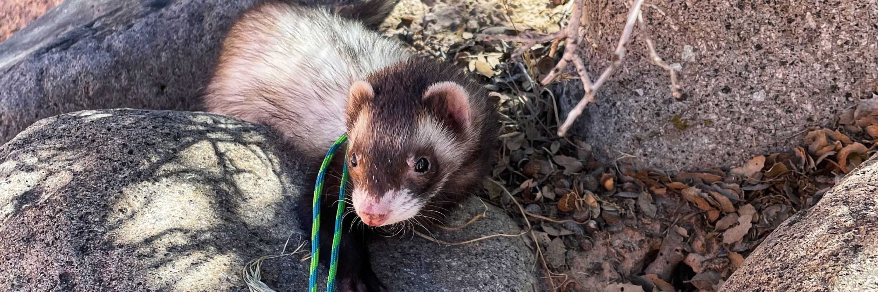 The Quirky Ferret