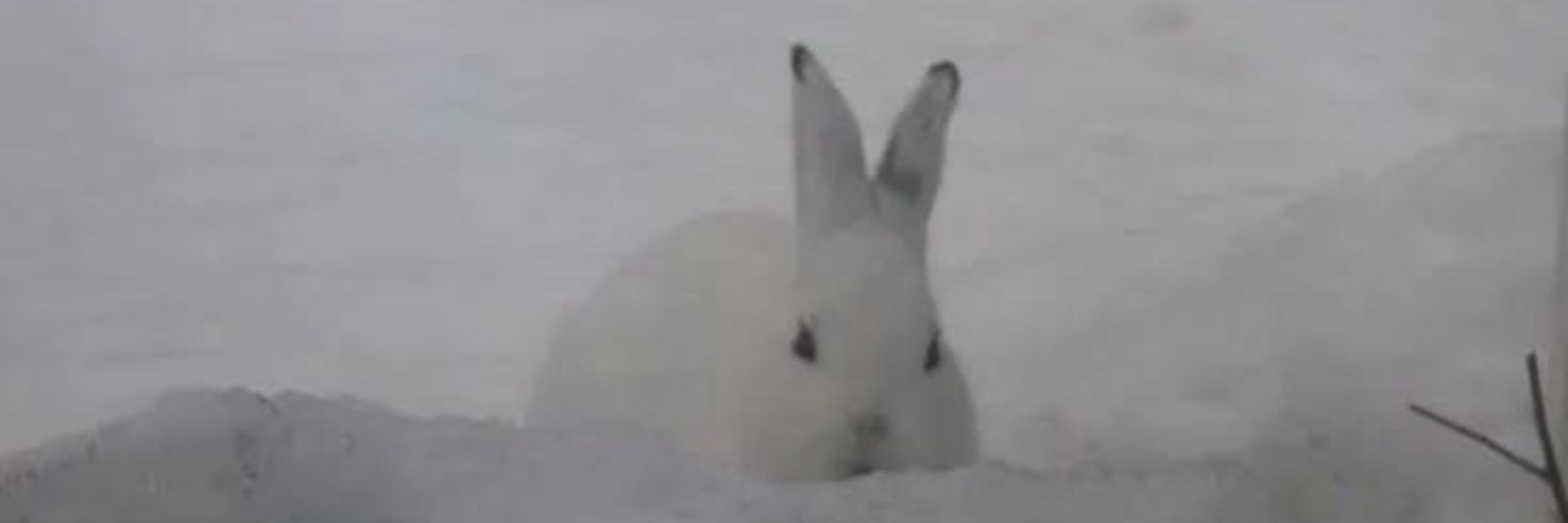 Bunny Delfino