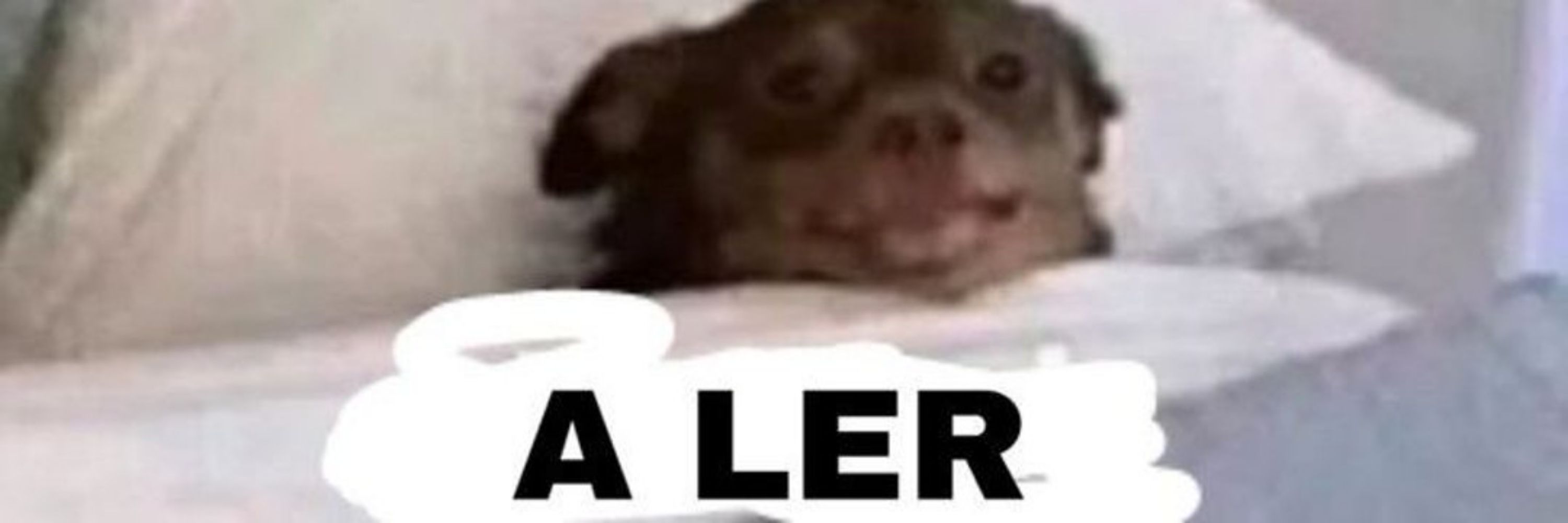 maro lendo au