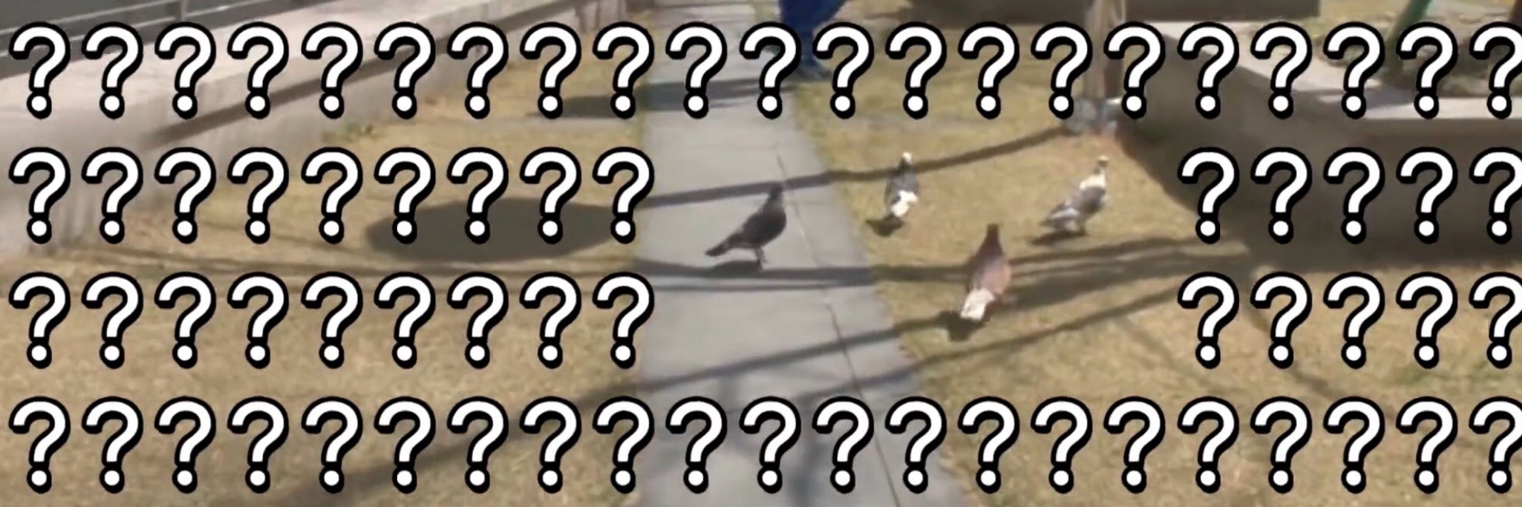 たろしゅ