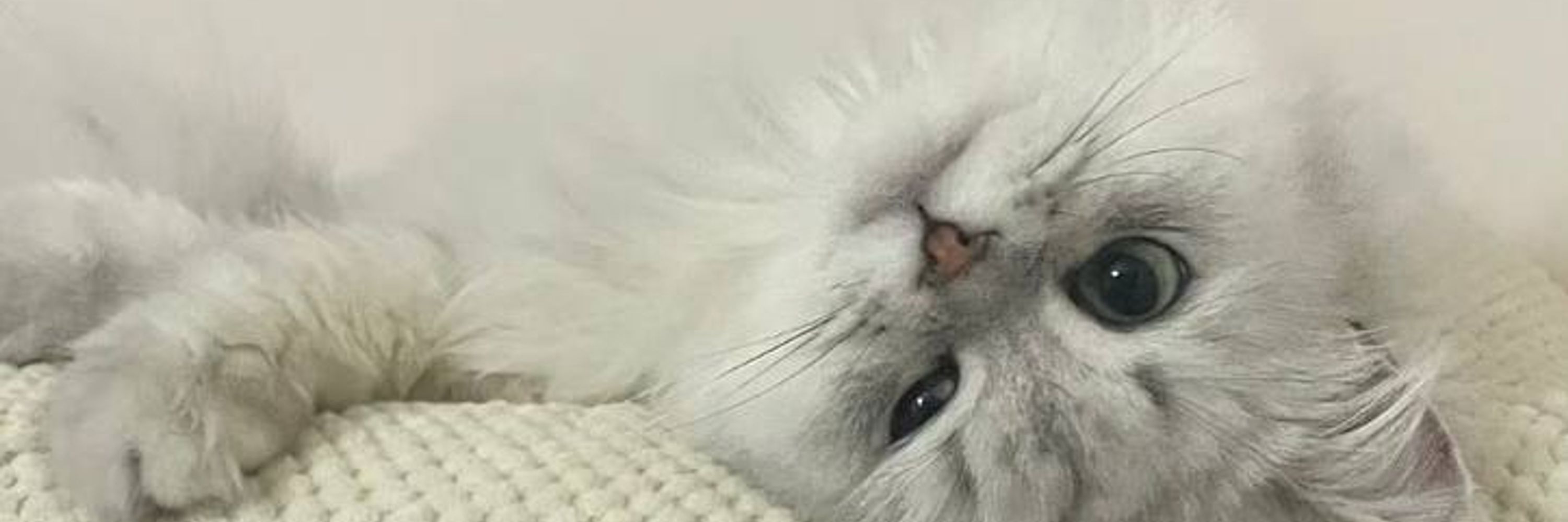Ella
