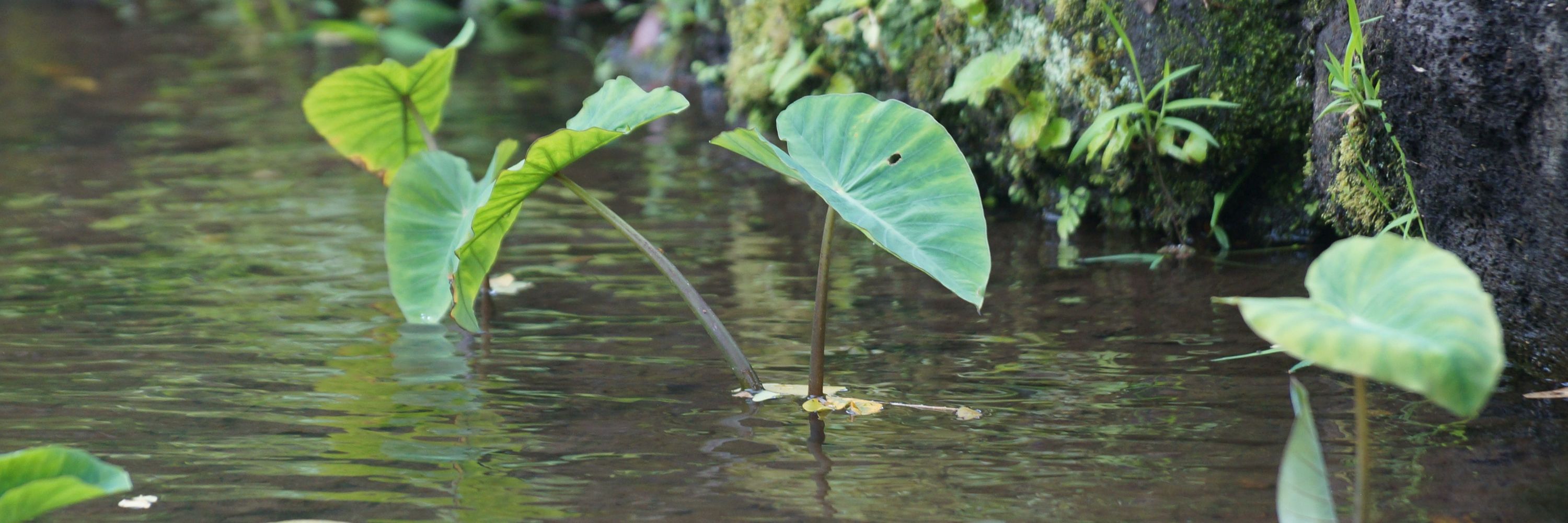 MillenniumTree