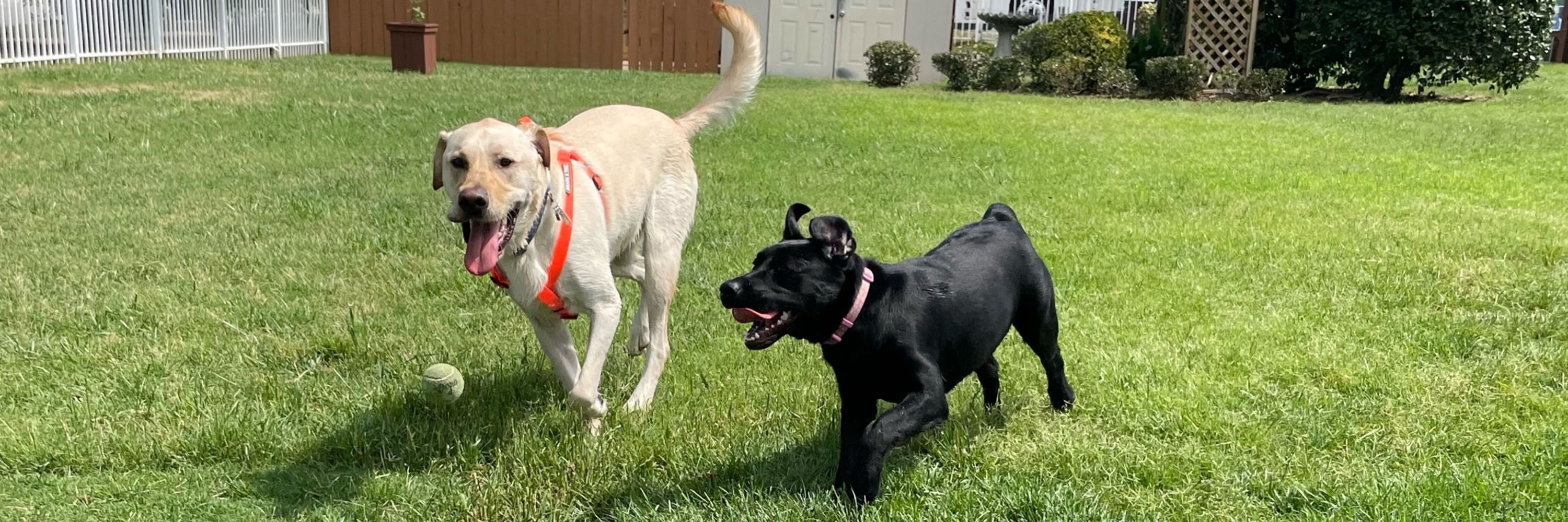 Bogey and Birdie