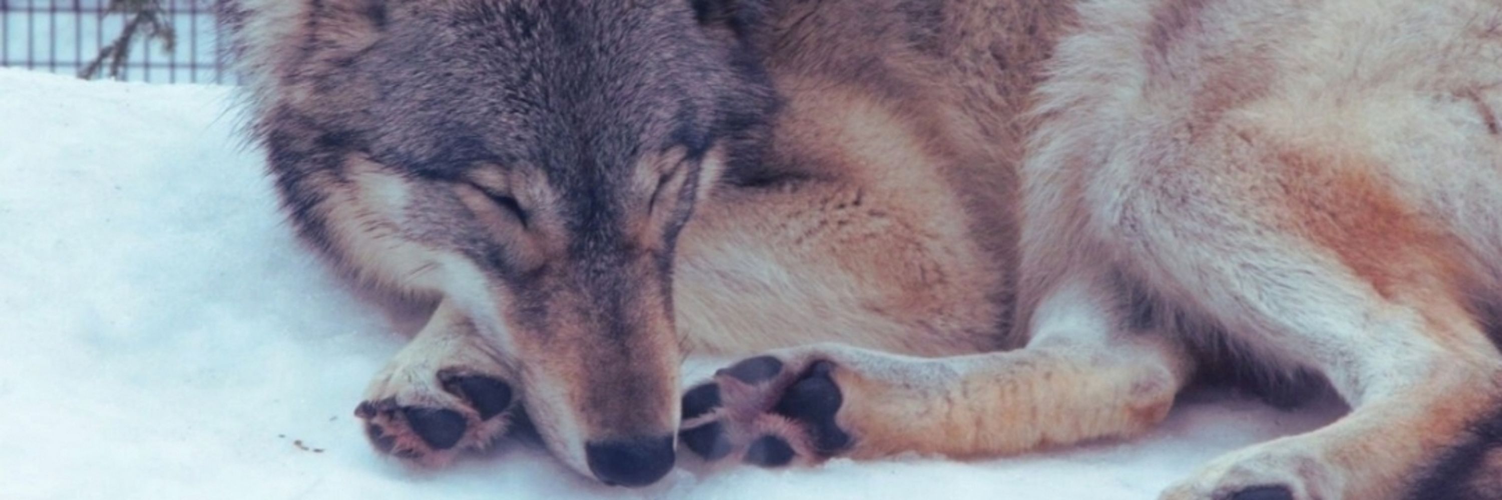 TheGreyWolfNSFW