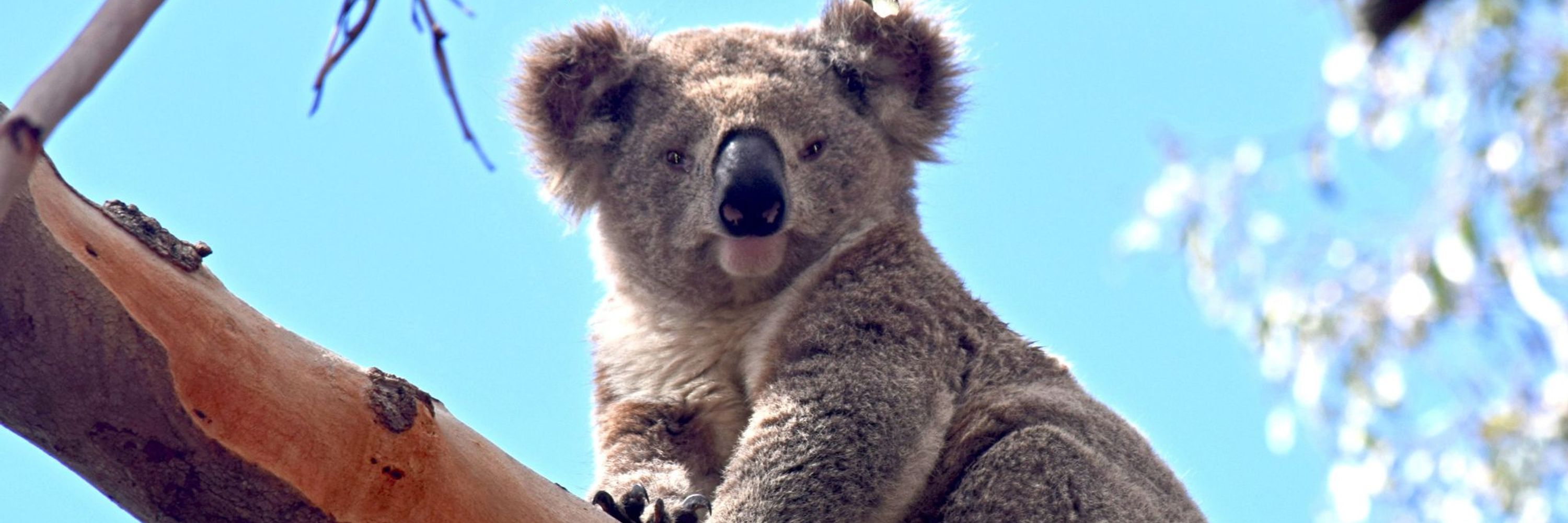 Sydney Basin Koala Network