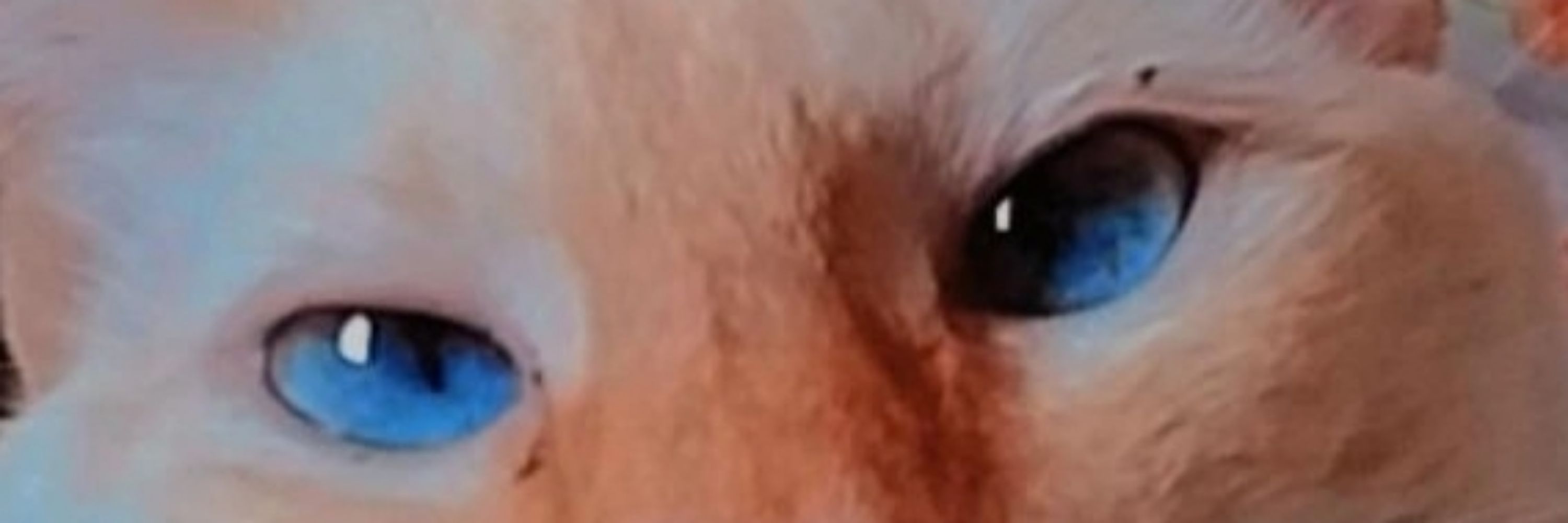 Ed