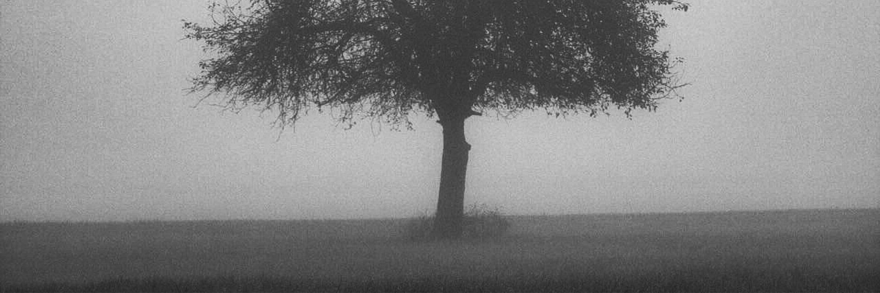 Haipalix Photography
