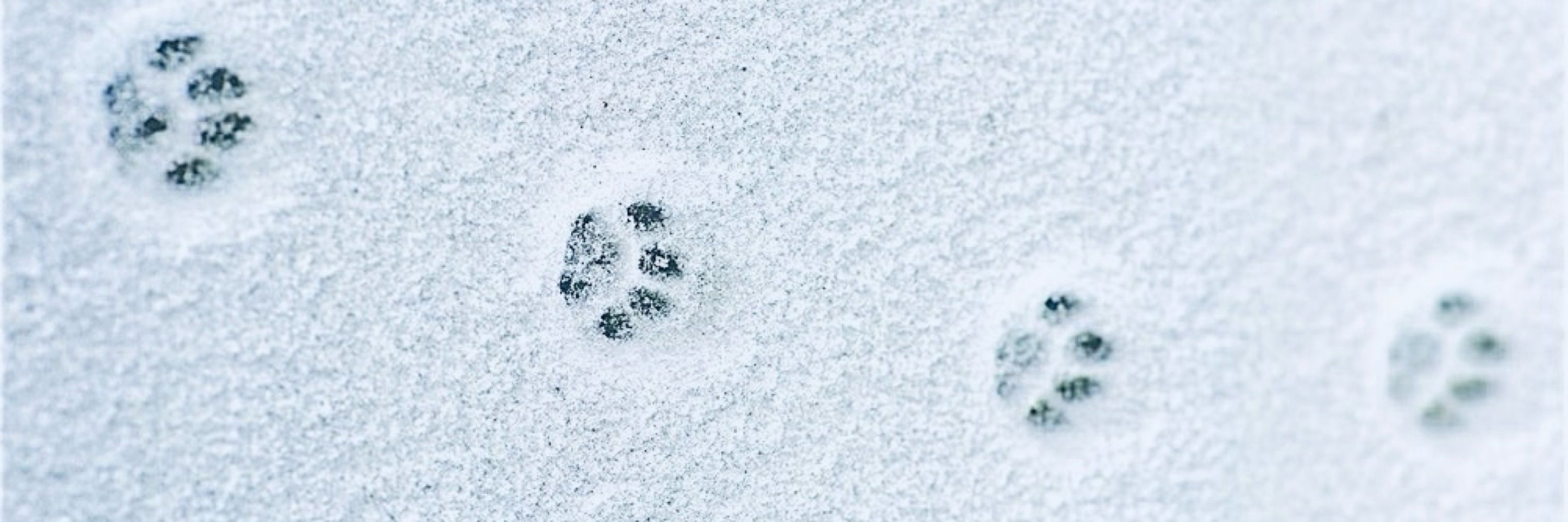 ℕ𝕠𝕥 𝐎𝐟𝐟𝐢𝐜𝐢𝐚𝐥 𝐊𝐲𝐢𝐯 🐾