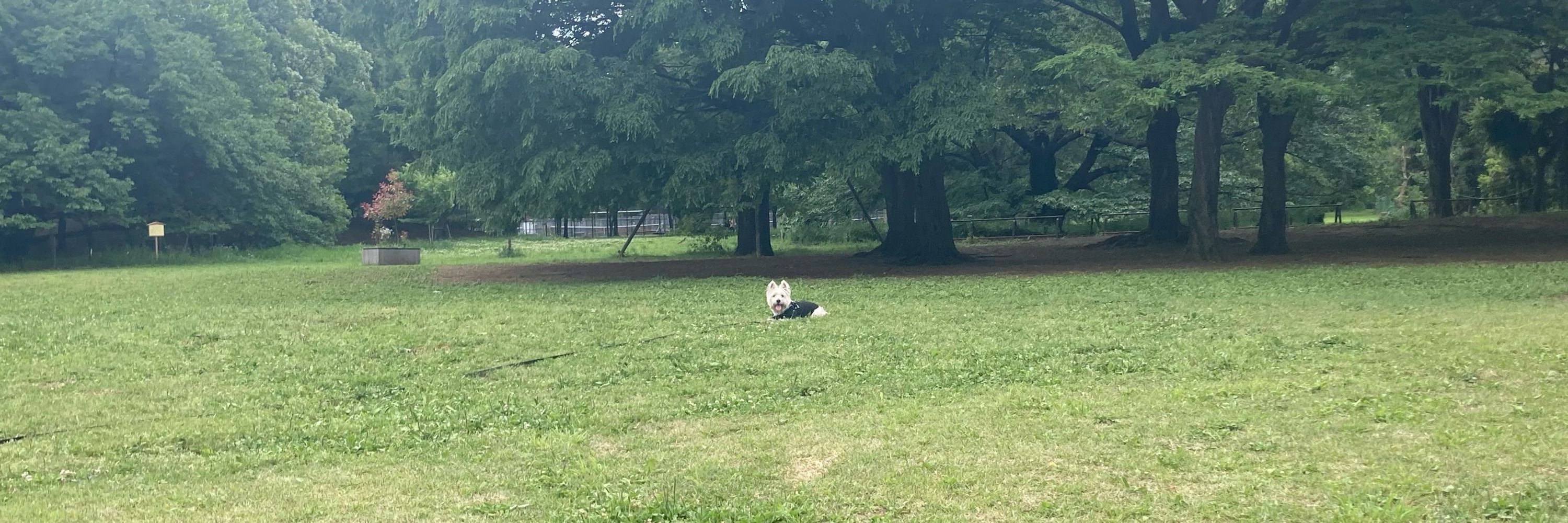 シキサイ
