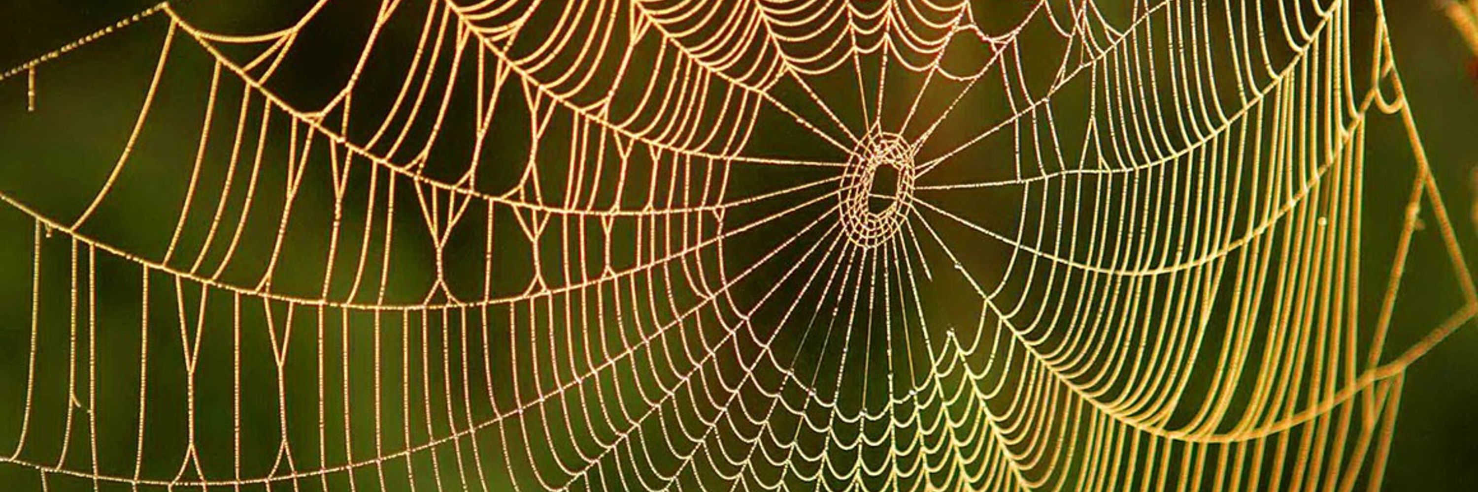 Webby
