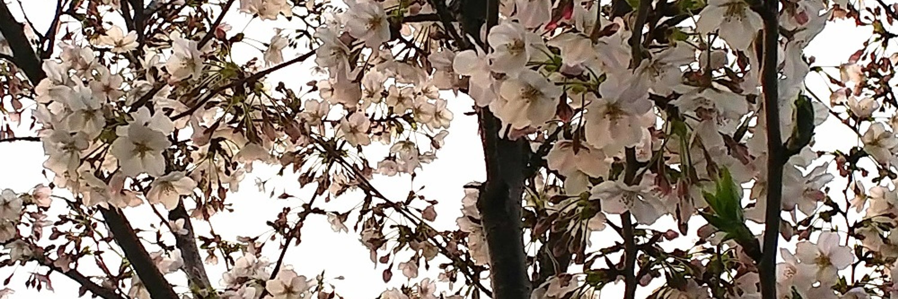雨月