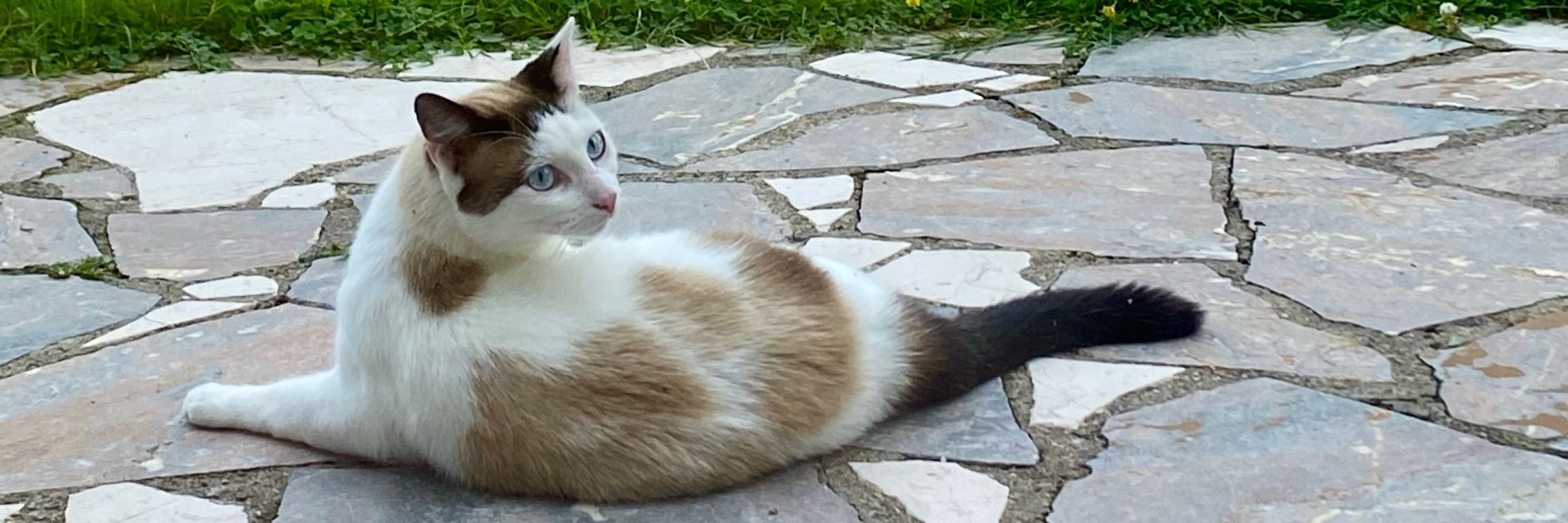 petit_Pierre
