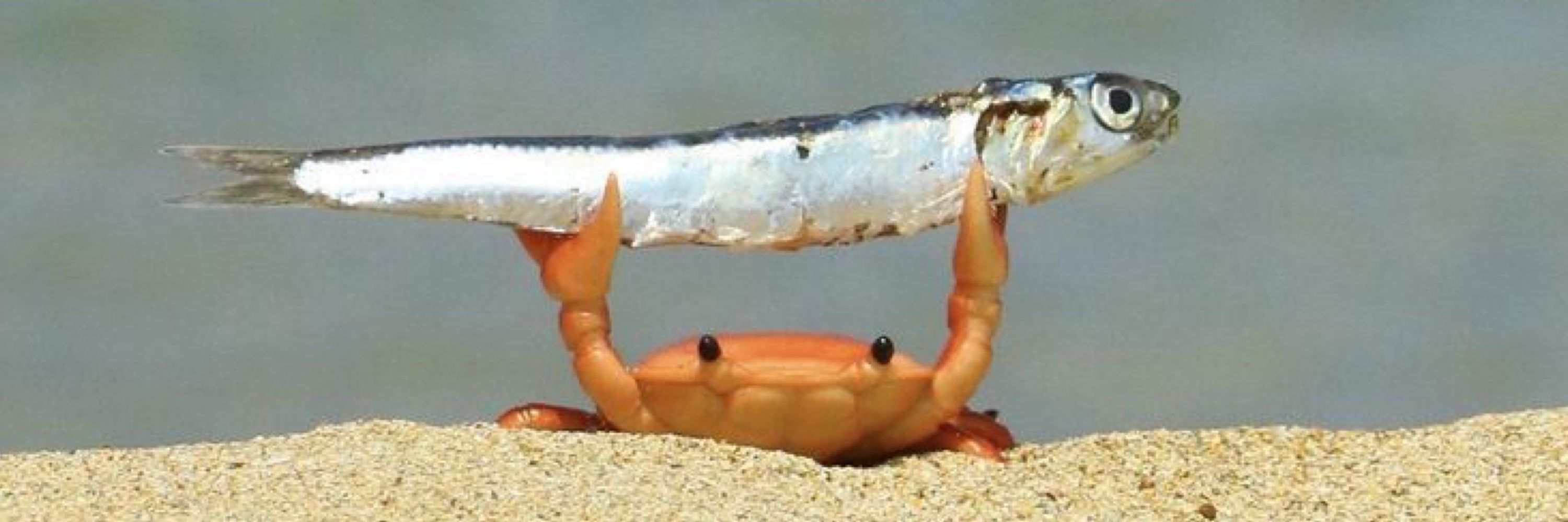 ほむ