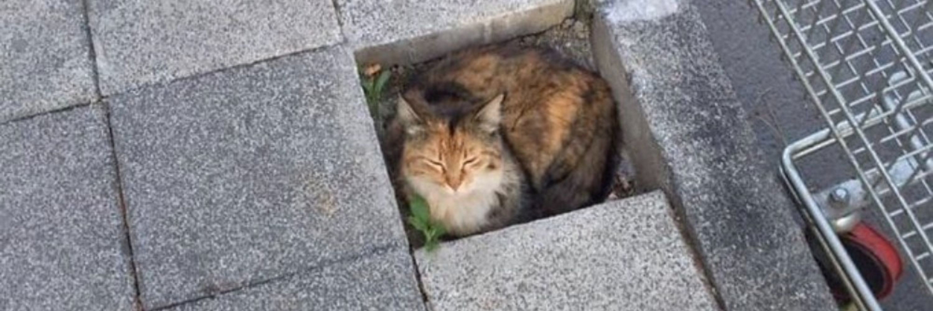 みぞねこ🌂