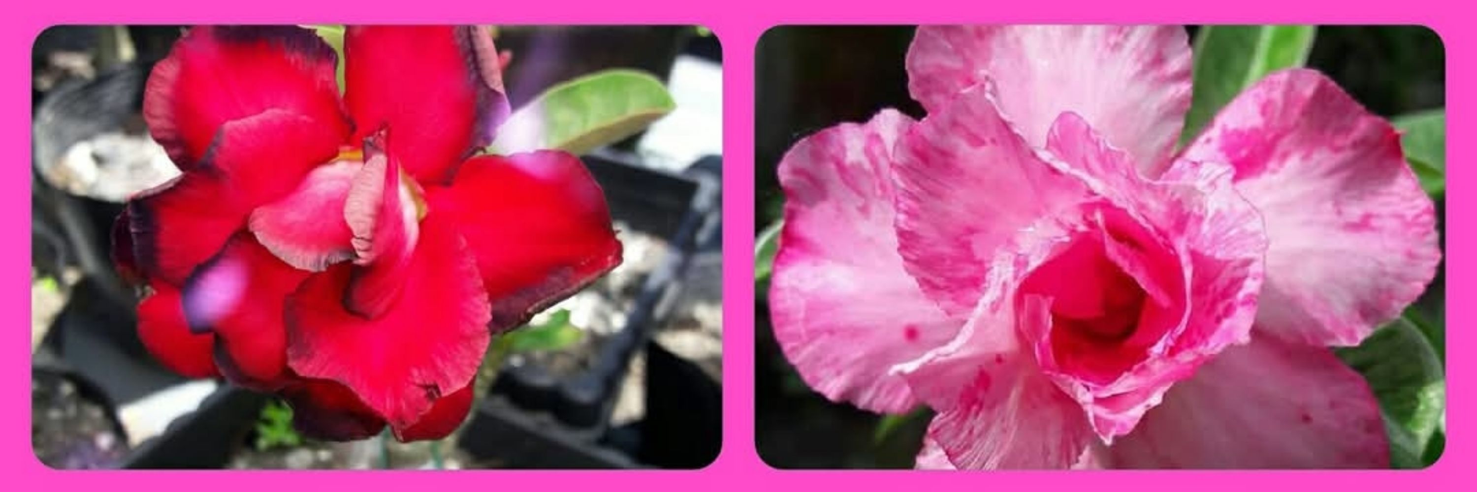 MBG🌱⚘️🌹🌷💐💙