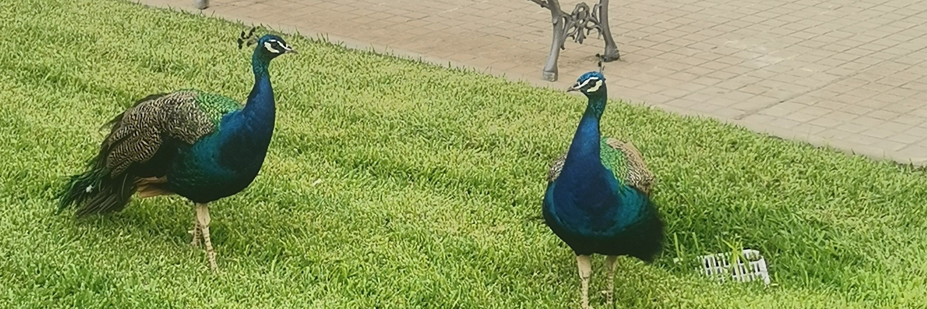 Nickassio volveado