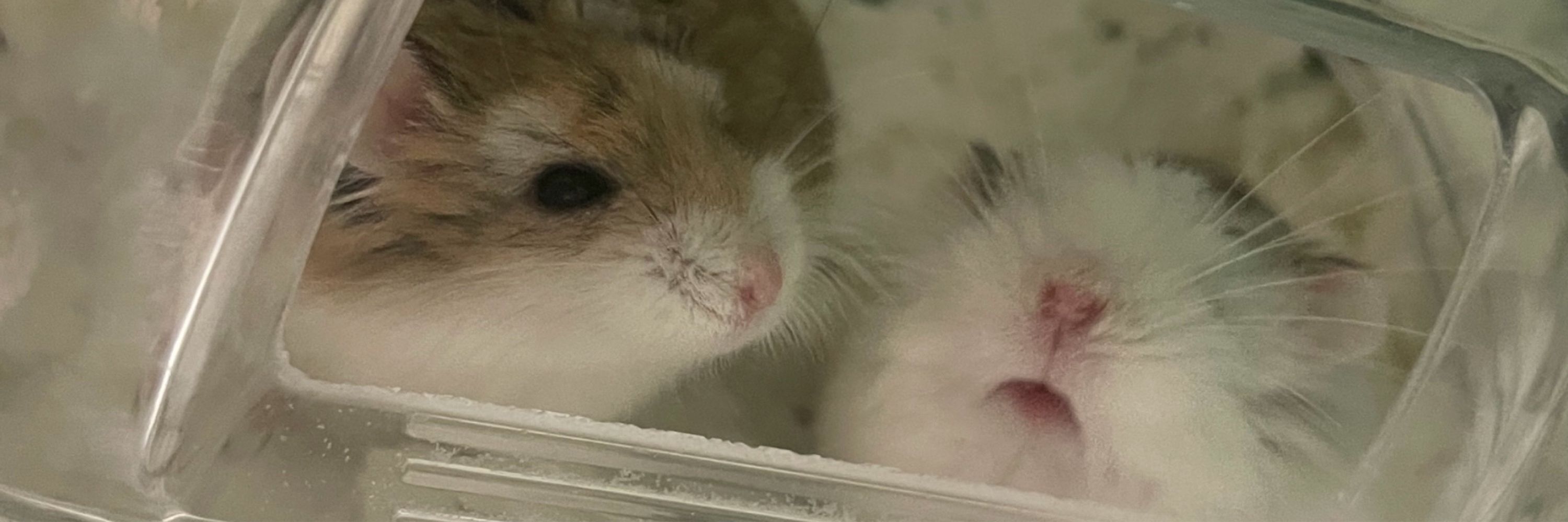ゆぴぴ