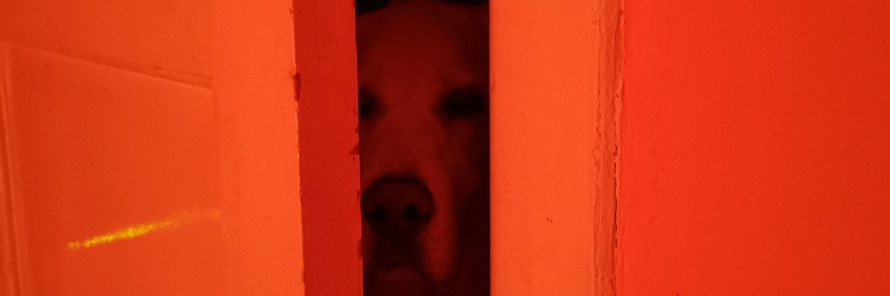 Sonja