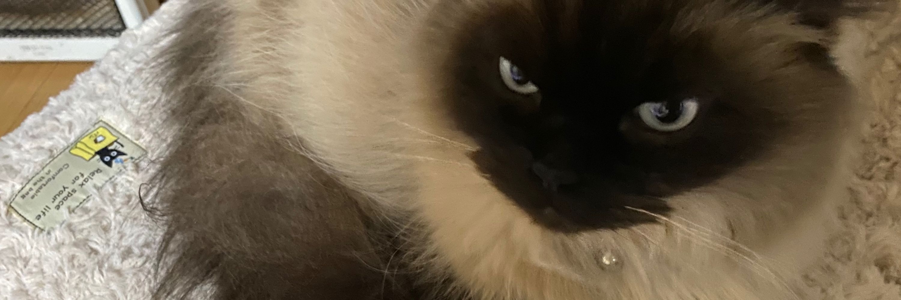 Ｙ子